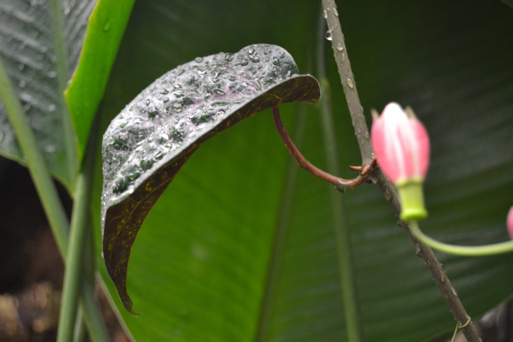 Photo d'une plante et d'une fleur de la serre