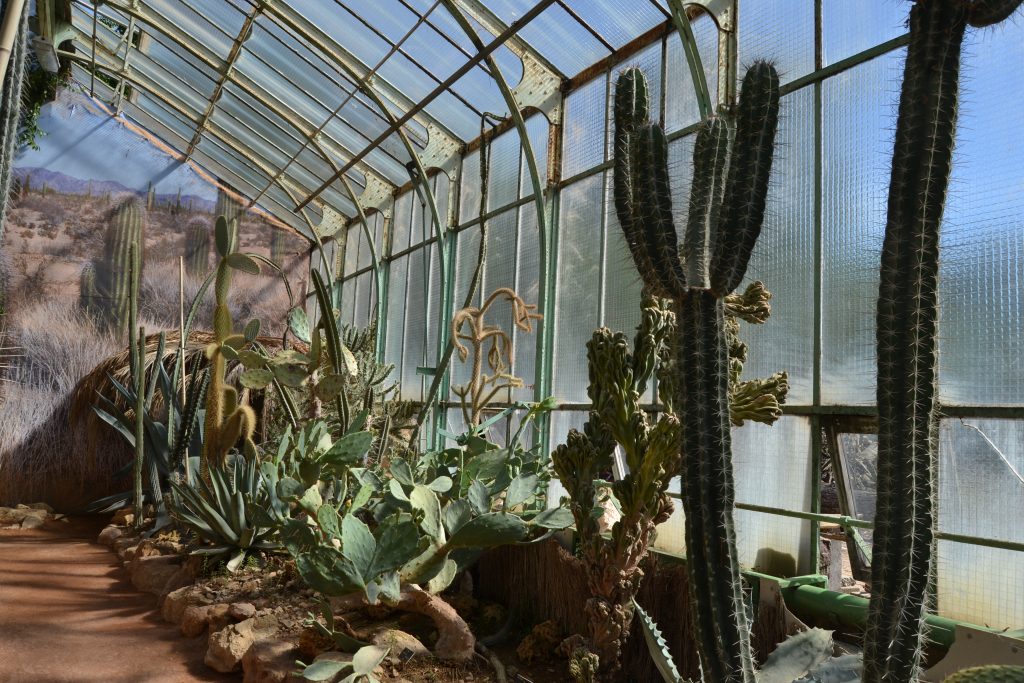 Photo de l'intérieur de la serre exotique avec une grand cactus et les vitres derrière