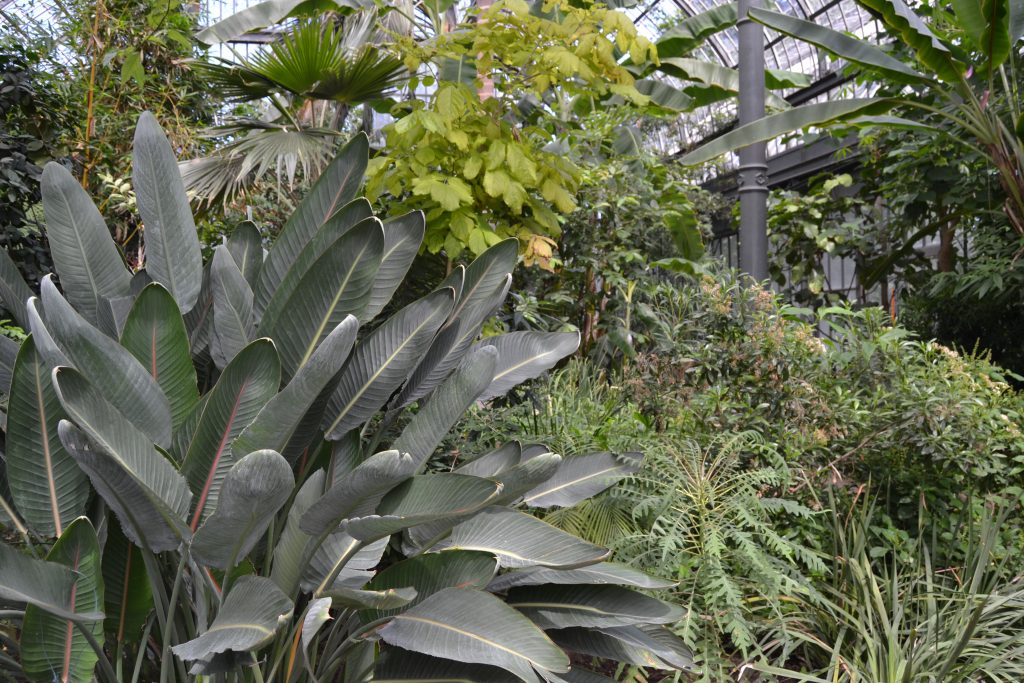 Photo d'un bananier et d'autres plantes tropicales