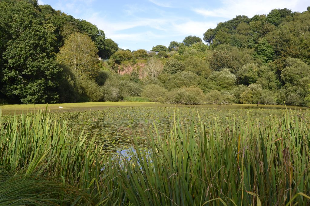 Photo d'un étang qui se trouve dans le Conservatoire National Botanique