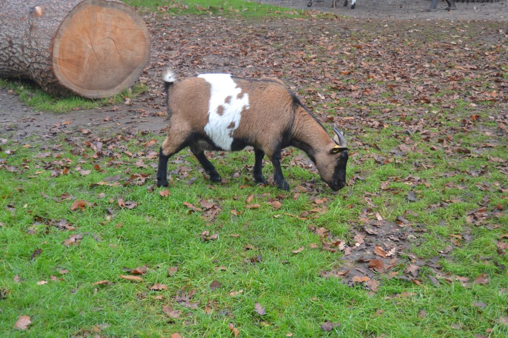 Photo d'une chèvre marron et blanche