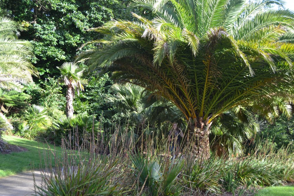 Photo d'un palmier