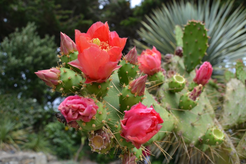 Photo d'un cactus en fleurs
